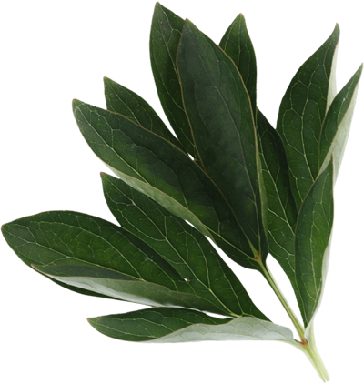 meat-leaf