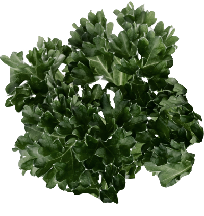 soup-leaf